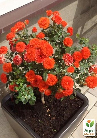 LMTD Роза на штамбе цветущая 3-х летняя "Royal Oranje" (укорененный саженец в горшке, высота50-80см) - фото 3