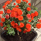 LMTD Роза на штамбе цветущая 3-х летняя "Royal Oranje" (укорененный саженец в горшке, высота50-80см) цена