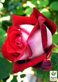 Троянда флорибунда "Алянс" (саджанець класу АА +) вищий сорт NEW2