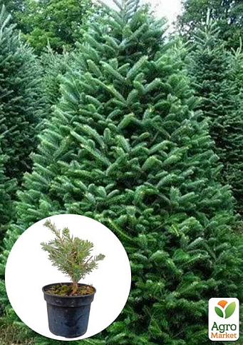 Пихта Корейская 3-х летняя (Abies Koreana) высота 20-40 см