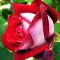 Роза флорибунда "Алянс" (саженец класса АА+) высший сорт NEW