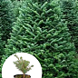 Пихта Корейская 3-х летняя (Abies Koreana) высота 20-40 см