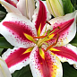 Лилия "Big Smile" (Гигантский цветок)
