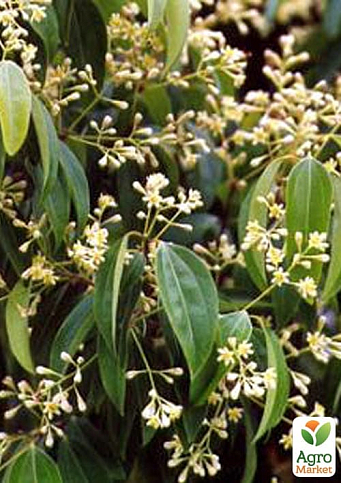 Корица "Колумбийская" (куст, экзотическая пряность, кадочное растение) - фото 3