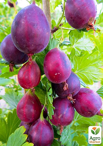 Агрус "Серенада" (пізній термін дозрівання, сорт високозімостойкий)