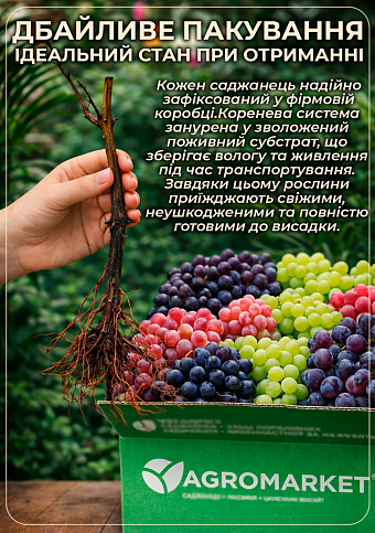 Виноград "Мускат Оттонель №9" (винний сорт, середній термін дозрівання, має неповторний мускатний присмак) - фото 2