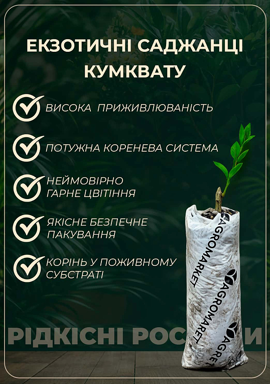 Кумкват "Хиндши" - фото 2