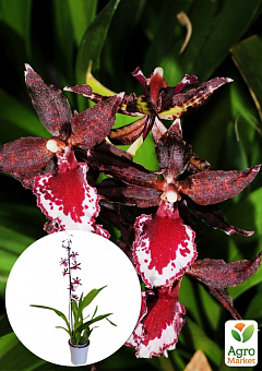 Орхидея Камбрия "Colmanara Masai Red"1