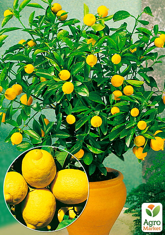 Лимон "Дженоа" (карликовый сорт)