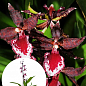 Орхидея Камбрия "Colmanara Masai Red"