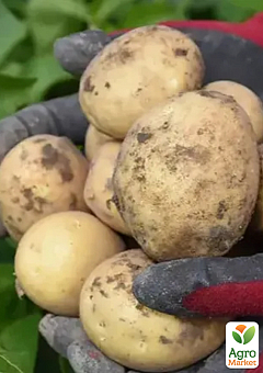 Картопля "Твістер" насіннєва рання (1 репродукція) 1кг10