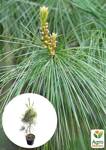 Сосна 3-х річна Кедрова "Арманда" (Pinus Armandii) C3, висота 55-75см