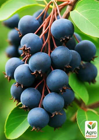 Ирга ольхолистная "Mandam" (Мандам) (самый высокоурожайный сорт) - фото 4