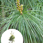 Сосна 3-х річна Кедрова "Арманда" (Pinus Armandii) C3, висота 55-75см