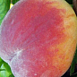 Персик "Кондор" (літній сорт, середній термін дозрівання) купить