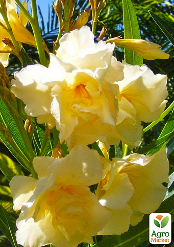 Олеандр желтый "Luteum Plenum" (вечнозеленый кустарник, очень ароматные цветы) - фото 3