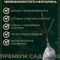 Нектарин колоноподібний червонолистий "Honey Red" купить