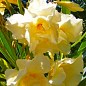 Олеандр желтый "Luteum Plenum" (вечнозеленый кустарник, очень ароматные цветы) цена
