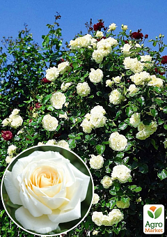 Троянда плетиста "Шневальцер" (саджанець класу АА +) вищий сорт1