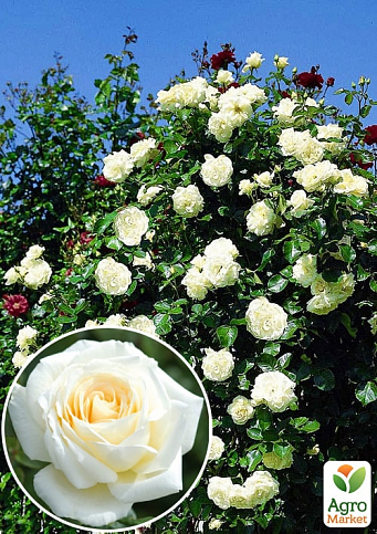 Троянда плетиста "Шневальцер" (саджанець класу АА +) вищий сорт