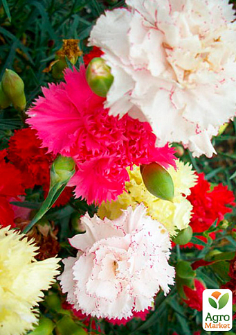 Гвоздика Шабо-карлик Суміш 3 шт. (Контейнер № 10, висота 10 см)