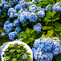 LMTD Гортензия крупнолистная цветущая 5-и летняя "Early Blue" (80-90см)