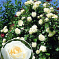 Троянда плетиста "Шневальцер" (саджанець класу АА +) вищий сорт