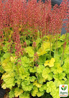 Гейхера (Heuchera) "Northern Exposure Lime" С1 (высота 15-30см) 1 саженец в упаковке