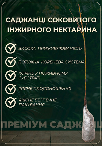 Новинка! Нектарин инжирный пирамидальный. Донат (Donat) 1 саженец в упаковке - фото 5