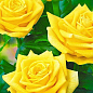 Роза чайно-гибридная "Ландора" (саженец класса АА+) высший сорт цена