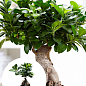 Фикус  "Ginseng Retusa" (Бонсай)