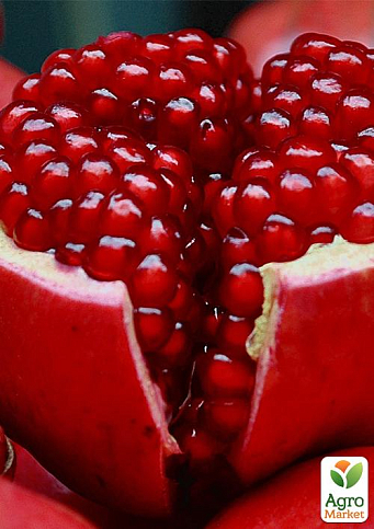 Гранат комнатно-садовый розовый "Гюлоша" 