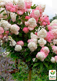 Гортензия метельчатая на штамбе "Living Pink & Rose" С3, высота 80-130см2