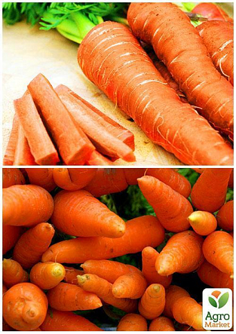 На развес Морковь "Медовянка" ТМ "Весна" цена за 10г - фото 2