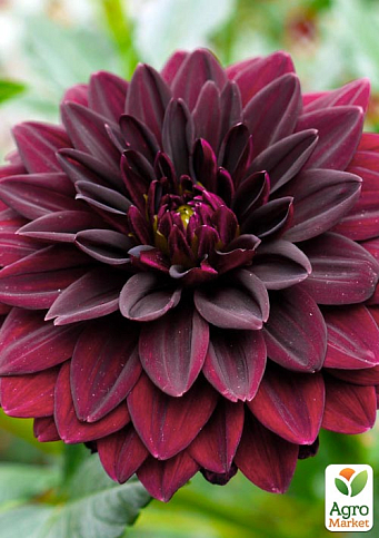 Георгина "Arabian Night" - фото 4