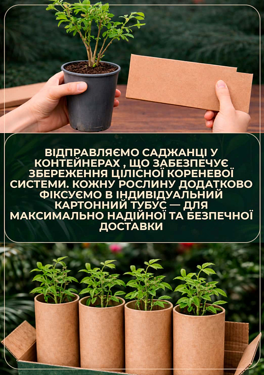 LMTD Голубика "Berkley" (сортовая, укорененная) высота 50-70см