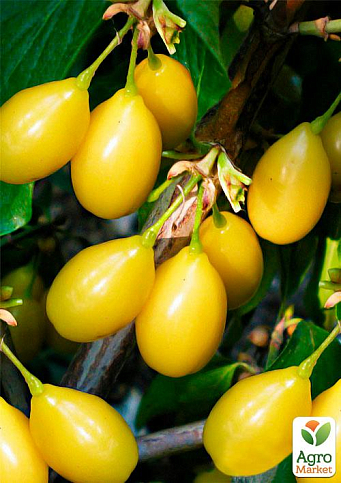 Ексклюзив! Кизил яскраво-жовтий "Колекція Клеопатри" (Cleopatra Collection) (преміальний десертний сорт, середній термін дозрівання)