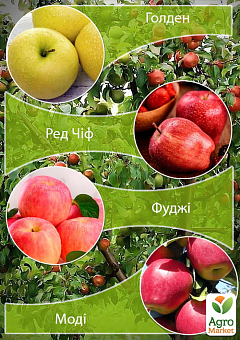 Дерево-сад Яблуня "Голден+Ред Чиф+Фуджі+Моді" 1 саджанець в упаковці