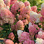 Гортензія волотиста 4-річна «Sundae Fraise», С4
