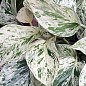 Епіпремнум "Epipremnum Marble Queen" дм 12 см вис. 25 см