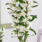 Дендробіум благородний (Dendrobium nobile) "White"