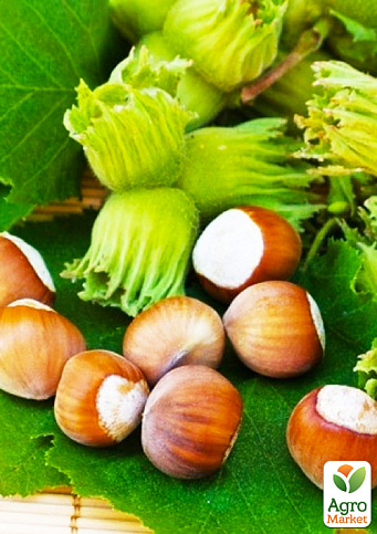 Фундук (In vitro) «Ланге Раннеспелый» (итальянский, высокоурожайный, ранний сорт) 