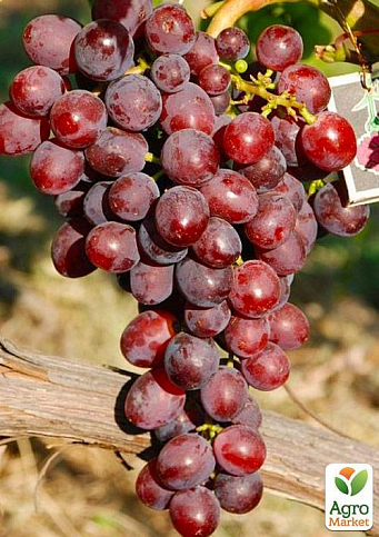 ВИНОГРАД ЗАРЯ НЕСВЕТАЯ: купить саженцы винограда заря несветая в Одессе,Киеве и Украине - Agro-Market