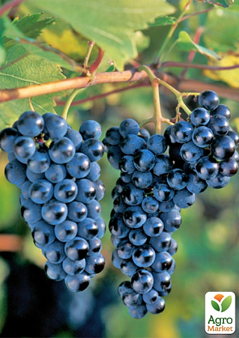 Виноград "Маркетт" (винний сорт, хворобостійкий, морозостійкий)  - фото 2