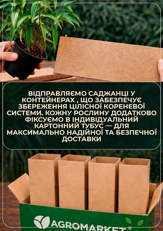 Хвощ зимуючий "Robustum" С2, висота 30-50см