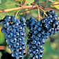 Виноград "Маркетт" (винний сорт, хворобостійкий, морозостійкий)  купить