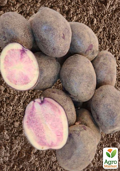 Картофель "Марфуша" семенной средний темно-фиолетовый (1 репродукция) 1кг2