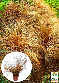 Осока Бронзова "Bronze Curls" вазон С2, висота 15-30см1