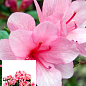 Рододендрон комнатный "Rose" 