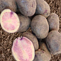 Картофель "Марфуша" семенной средний темно-фиолетовый (1 репродукция) 1кг